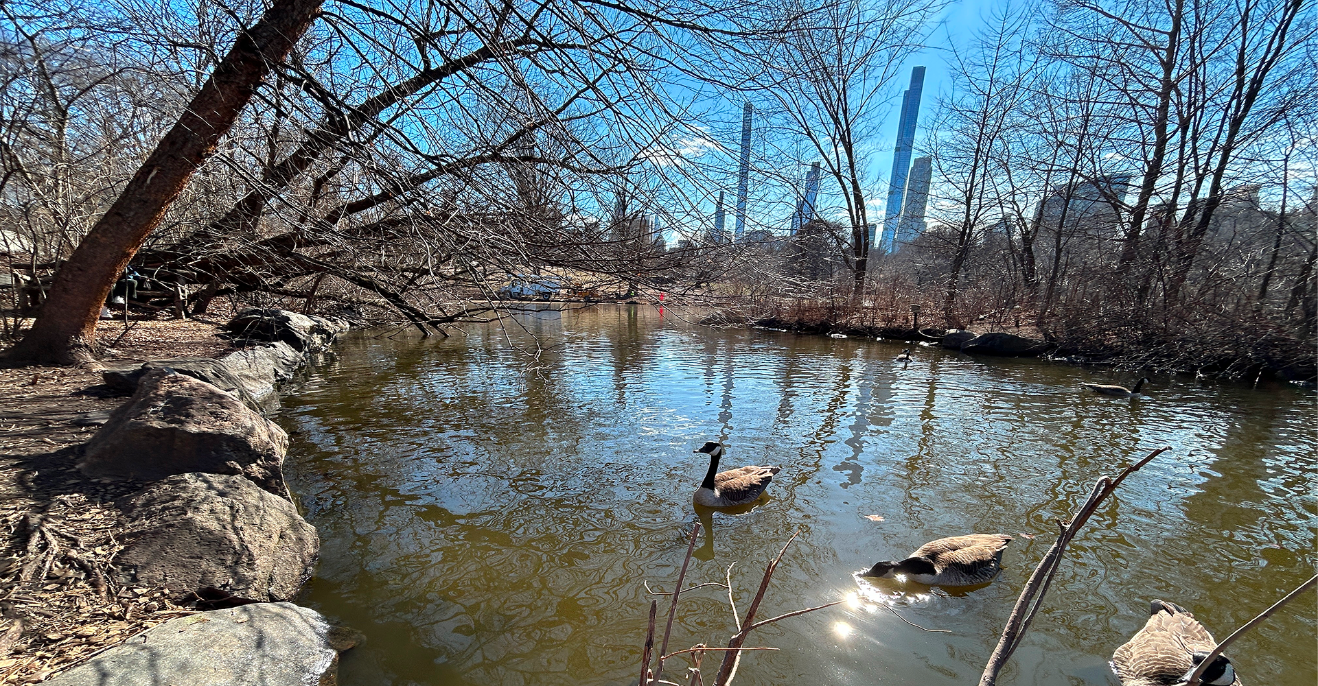 Goose swimming in a tranquil pond setting.